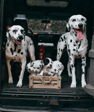 Home 6 Trasporto animali in auto: la metà dei proprietari non viaggia in sicurezza